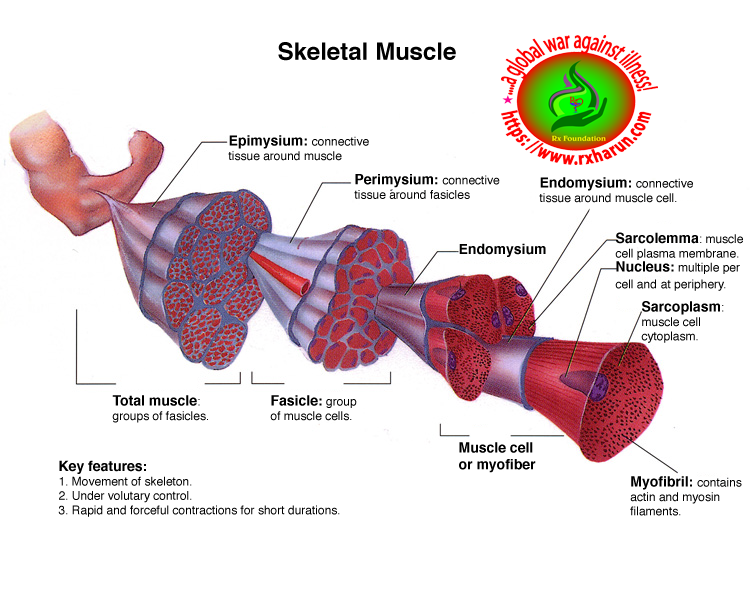 Nocturnal Leg Cramps; Causes, Symptoms, Treatment | Rx Harun alopecia treatment diagram 