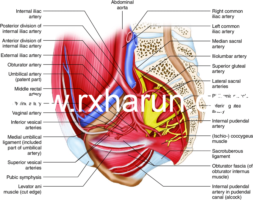 Functions Of Pelvic Floor Muscle Anatomy Exercise Rx Harun