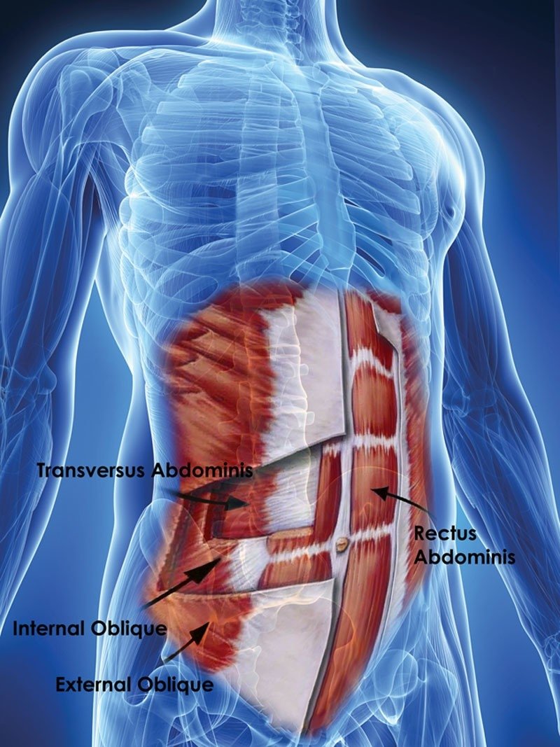 Tendon Cartilage Ligament Of Pelvic Floor Muscle Dysfunction